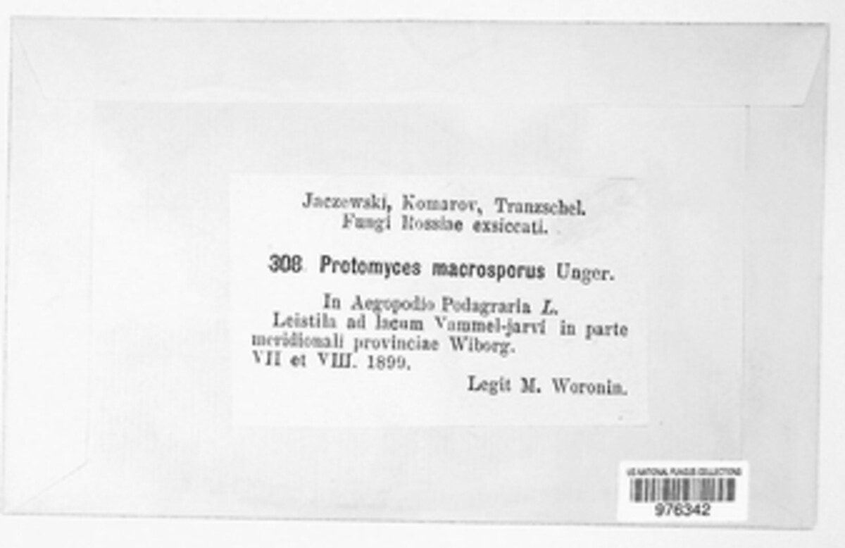 Protomyces image